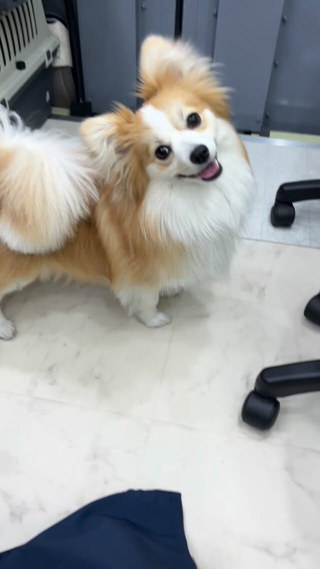 はじめましてのチロちゃん🐶