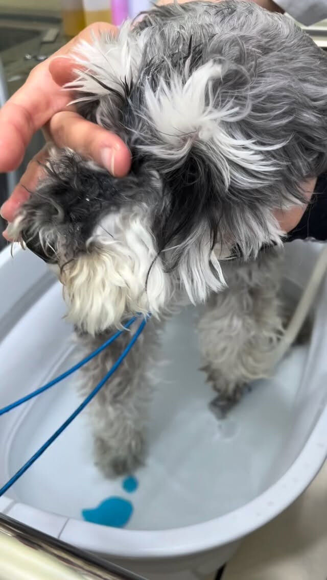 はじめましてのティナちゃん🐶