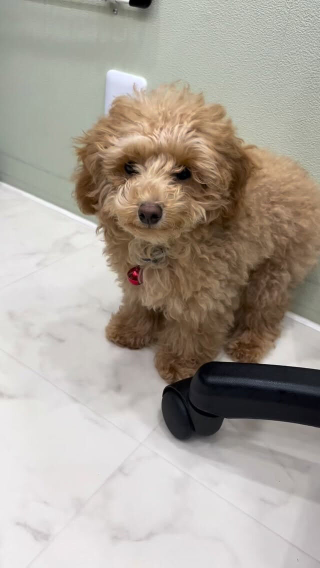 はじめましてのあめちゃん🐶
