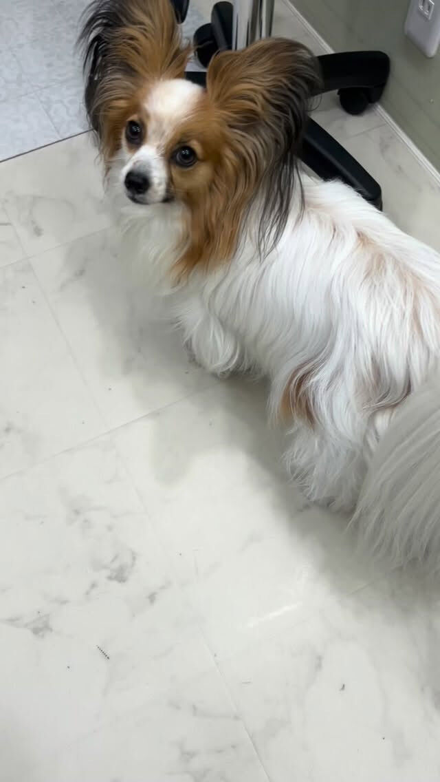 初めましてのきくちゃん🐶