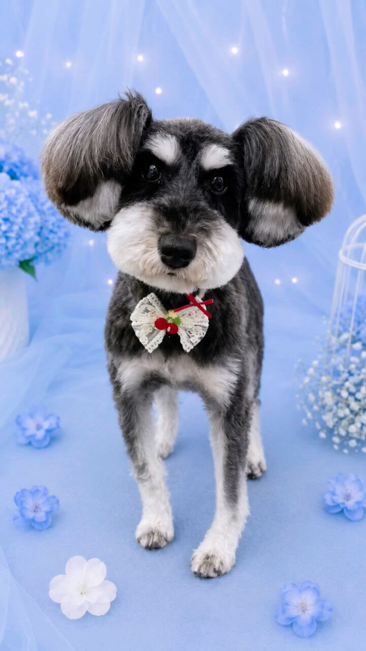 ぴにちゃん🐶