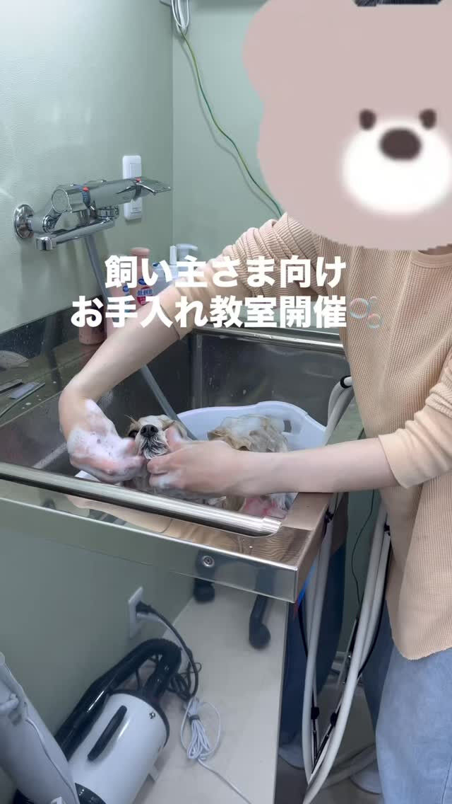 🫧飼い主さま向け