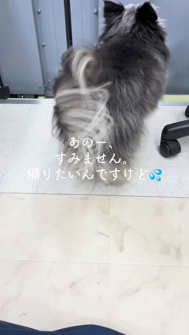 はじめましてのコテツちゃん🐶