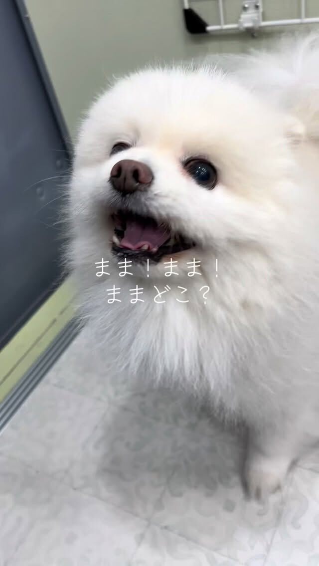 はじめましてのコロンちゃん🐶