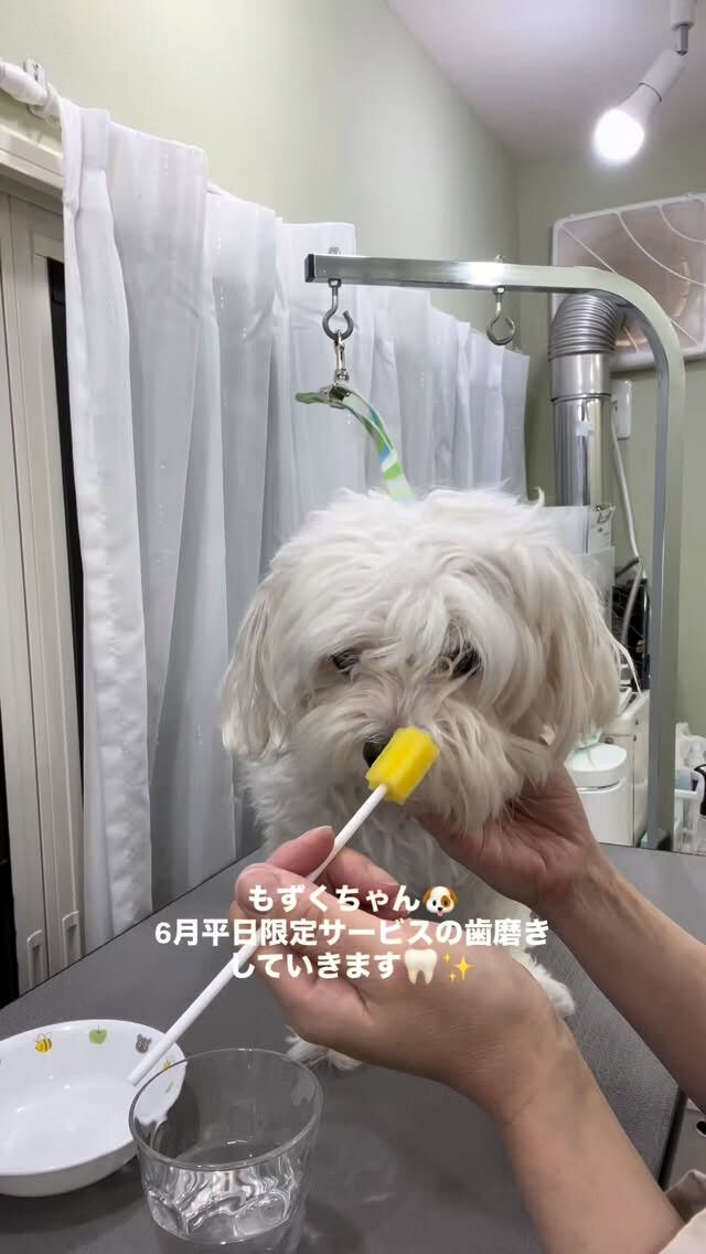 カットコースでご来店のもずくちゃん🐶