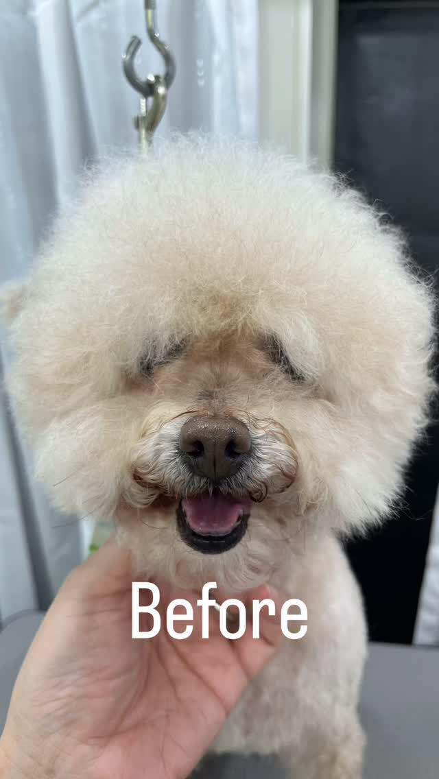 カットコースでご来店のあいちゃん🐶