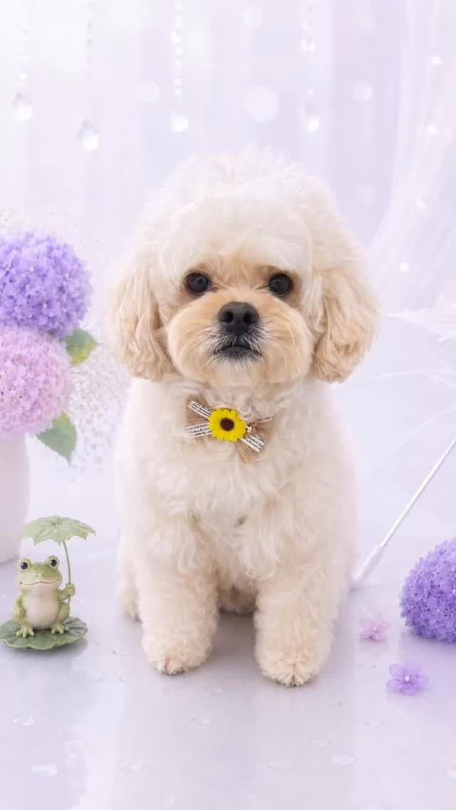 はじめましてのロイちゃん🐶