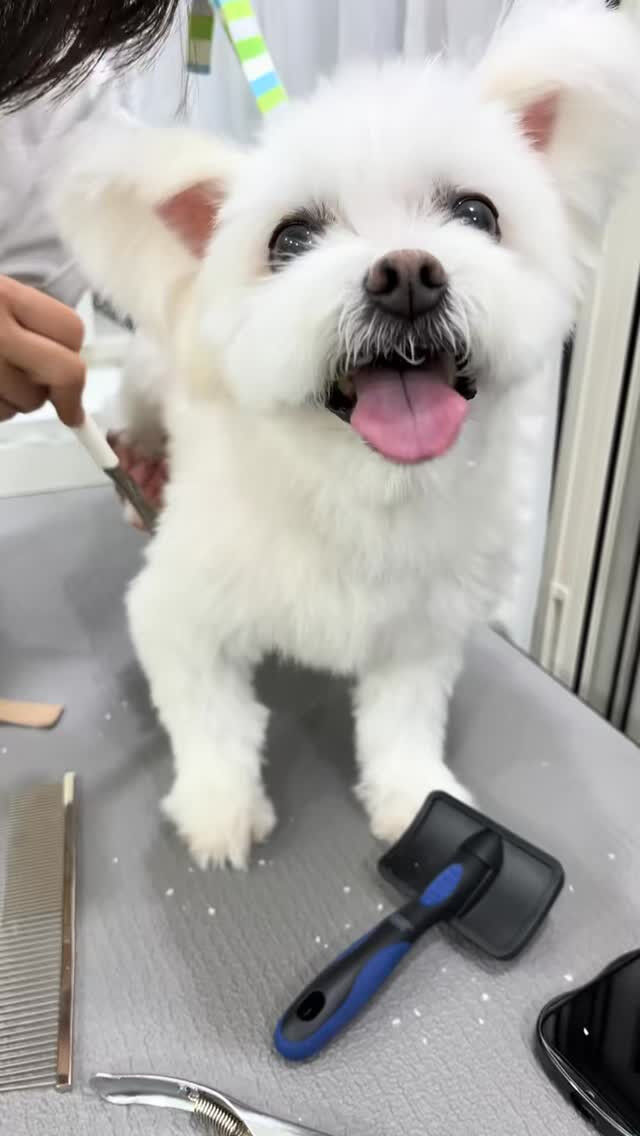 カットコースでご来店のめるちゃん🐶