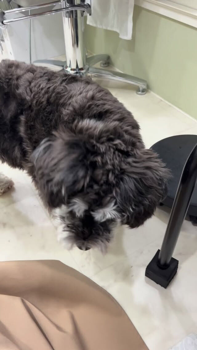 カットコースでご来店のロイちゃん🐶