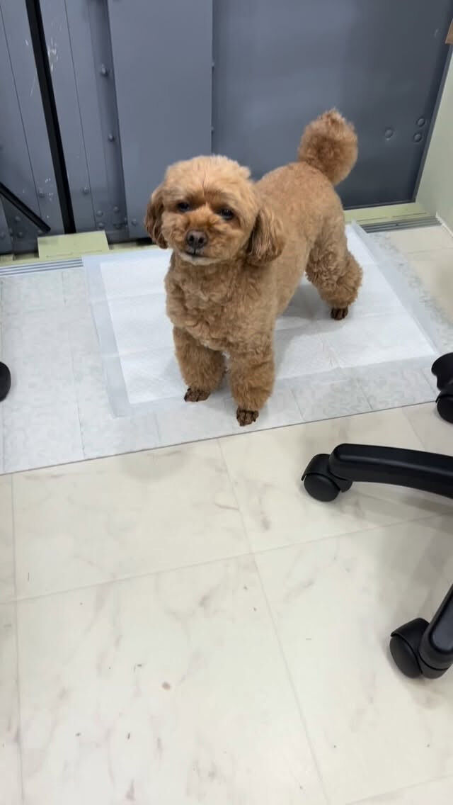 シャンプーコースでご来店の空ちゃん🐶