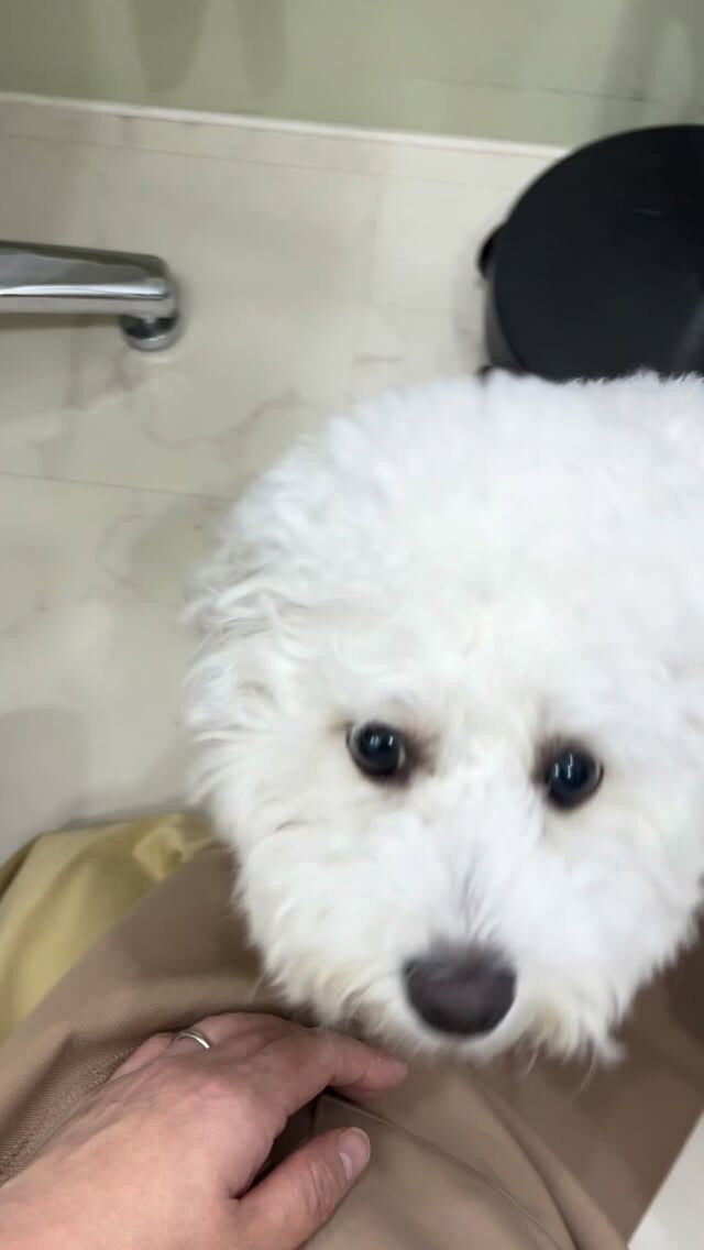 カットコースでご来店のロイちゃん🐶