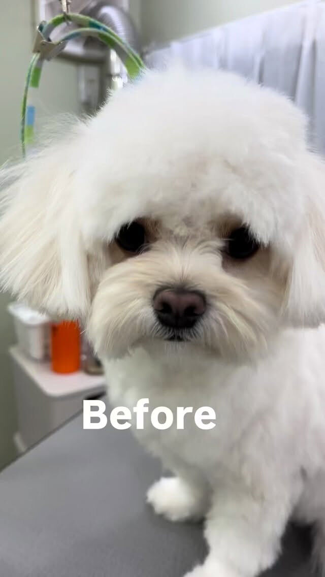 カットコースでご来店のメルちゃん🐶
