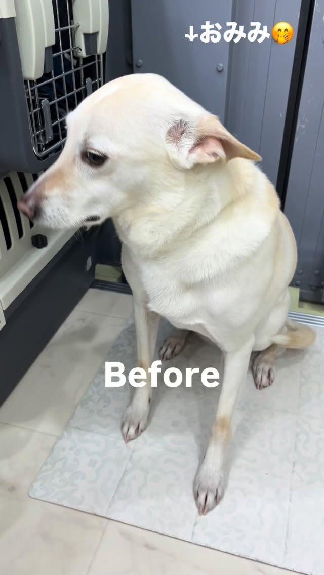 シャンプーコースでご来店のつくしちゃん🐶