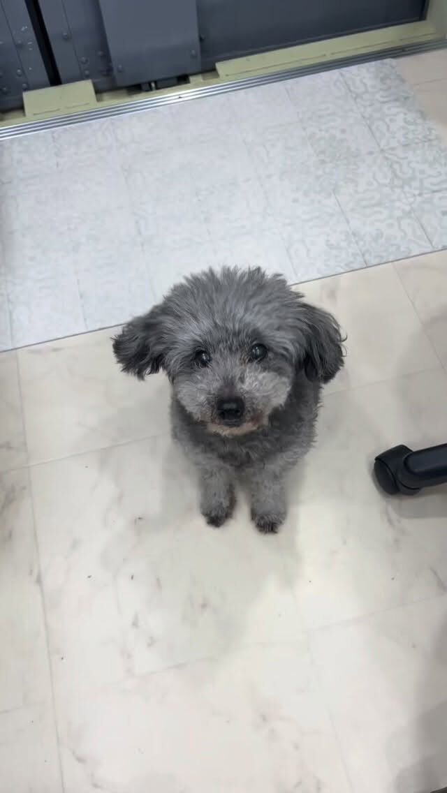 シャンプーコースでご来店のめいちゃん🐶