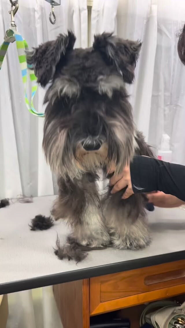 はじめましてのトノちゃん🐶