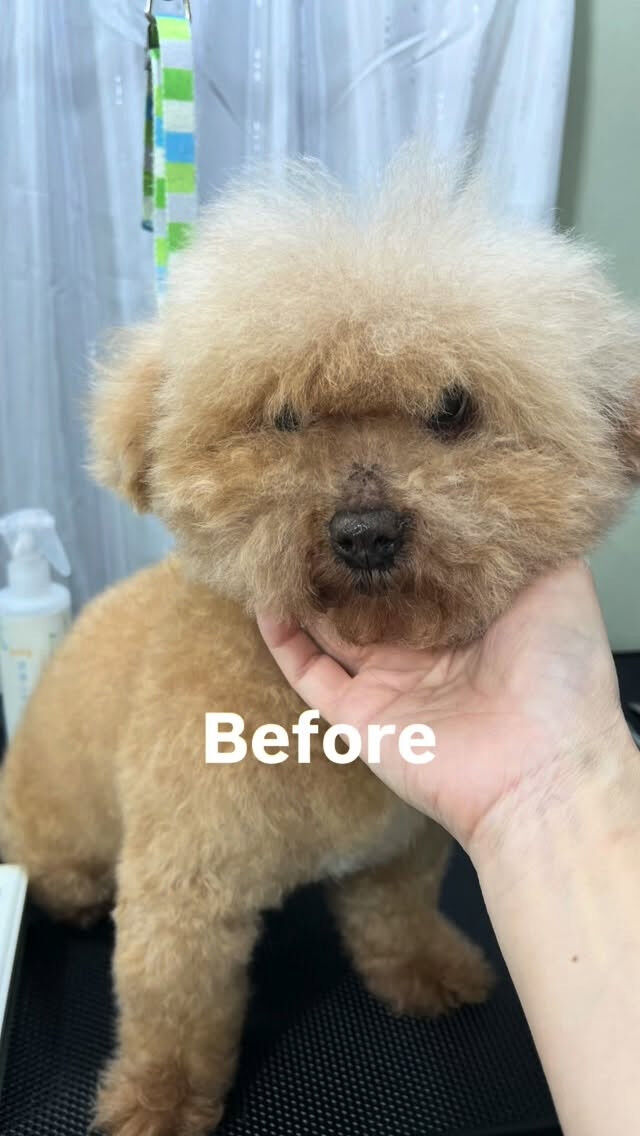 カットコースでご来店のココちゃん🐶