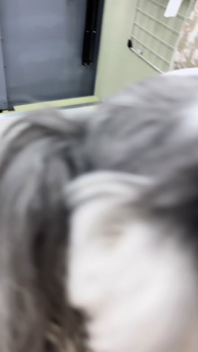 カットコースでご来店のティナちゃん🐶