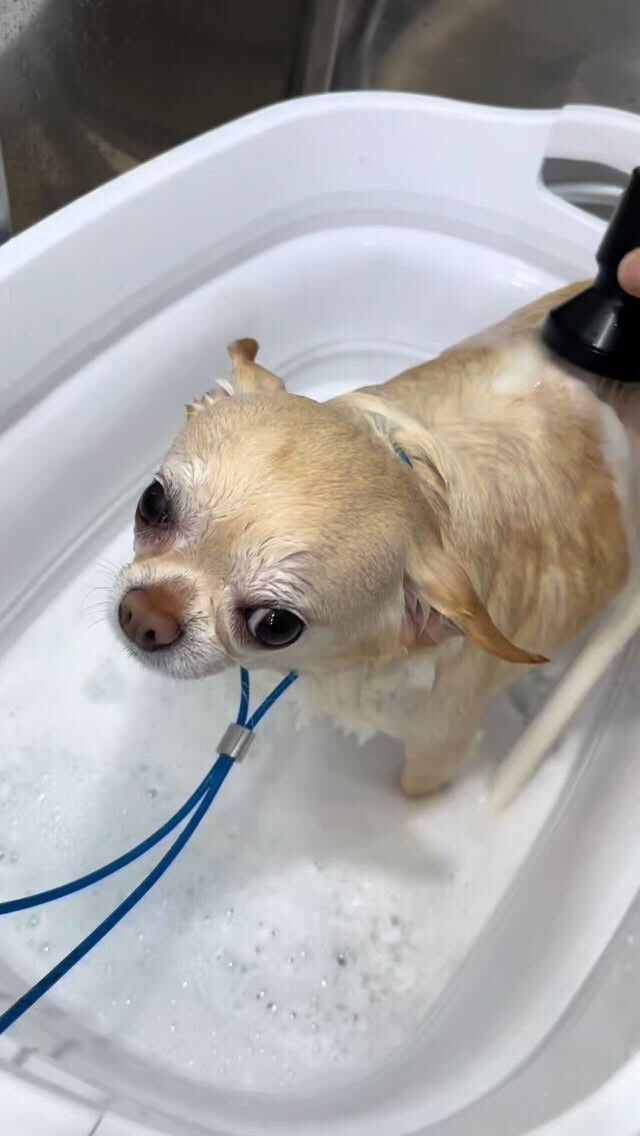 はじめましての柚ちゃん🐶