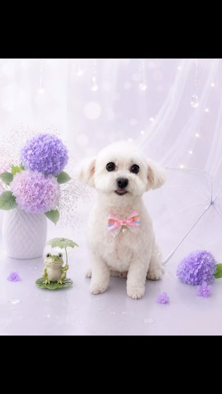 はじめましてのララちゃん🐶