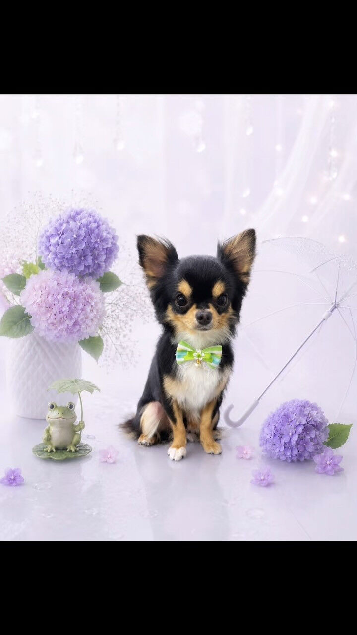 はじめましてのきなこちゃん🐶