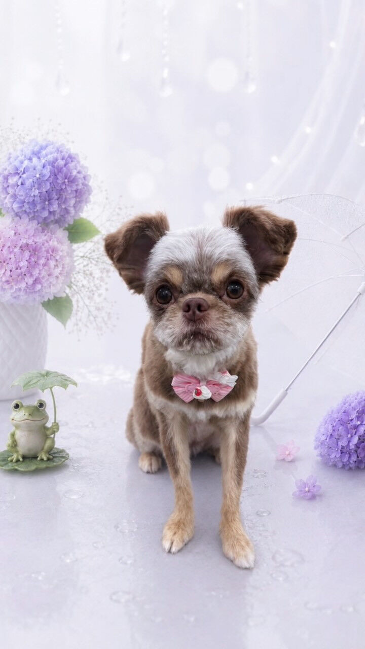 こうめちゃん🐶