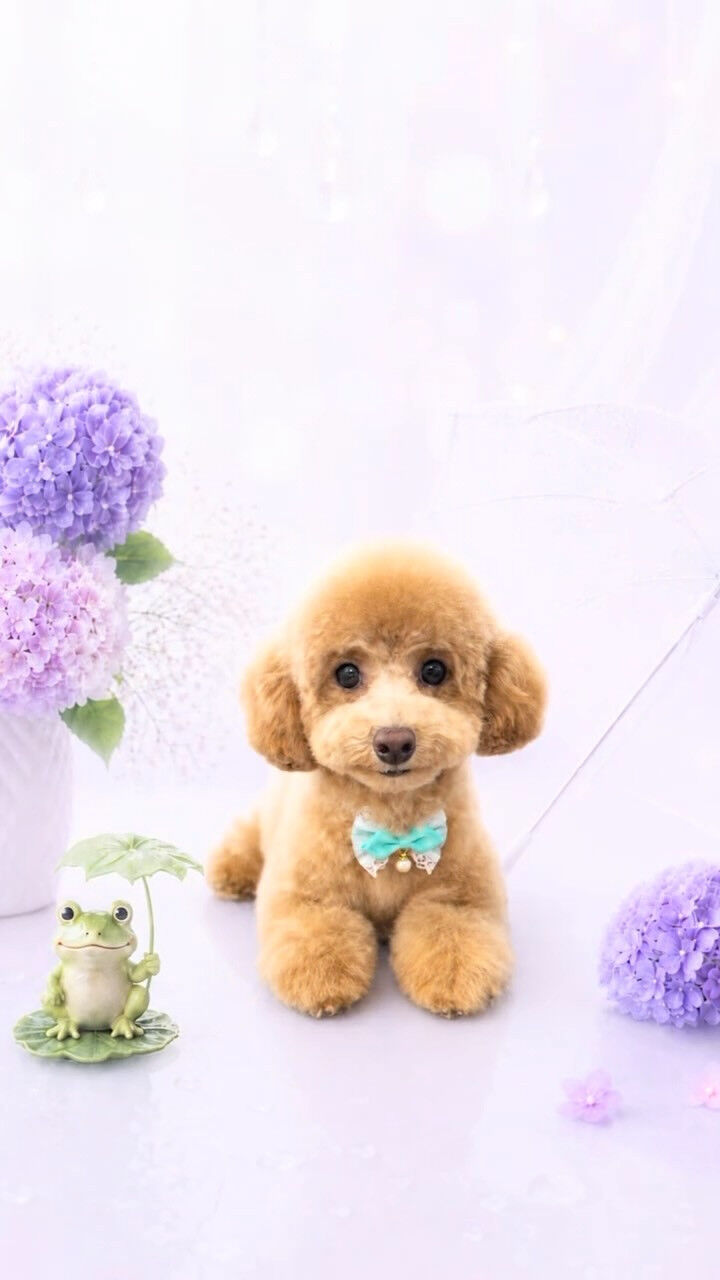 カットコースでご来店のあめちゃん🐶