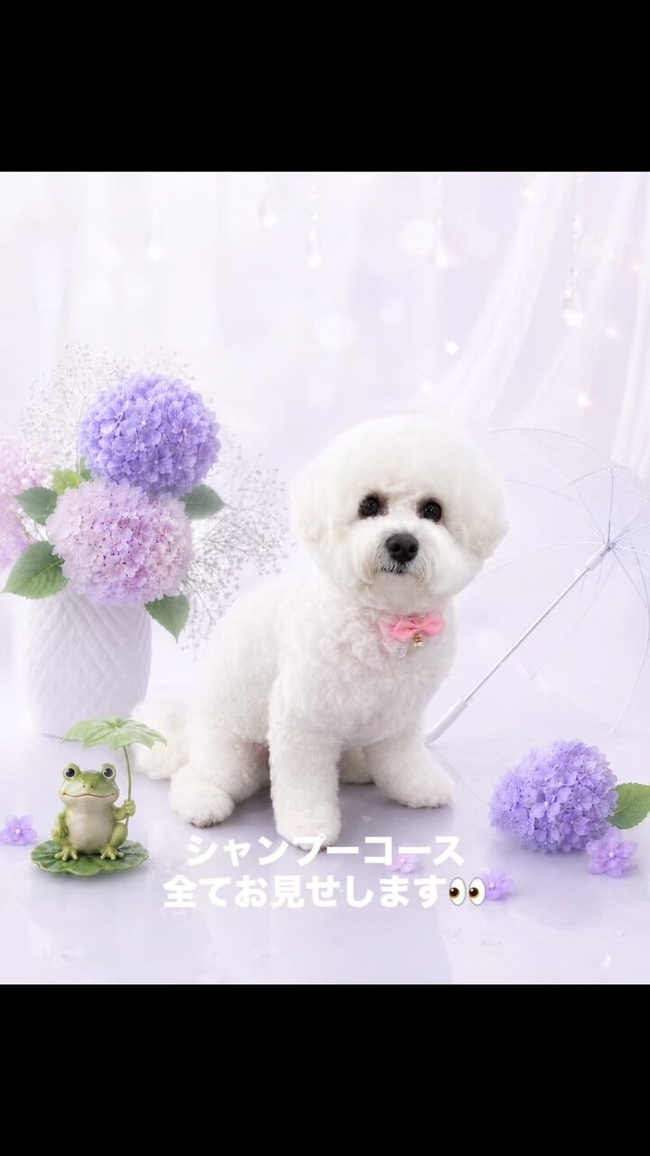 シャンプーコースでご来店のロイちゃん🐶