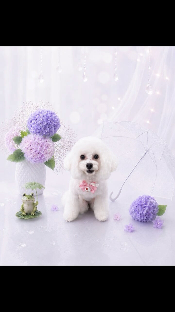 カットコースでご来店のみるくちゃん🐶