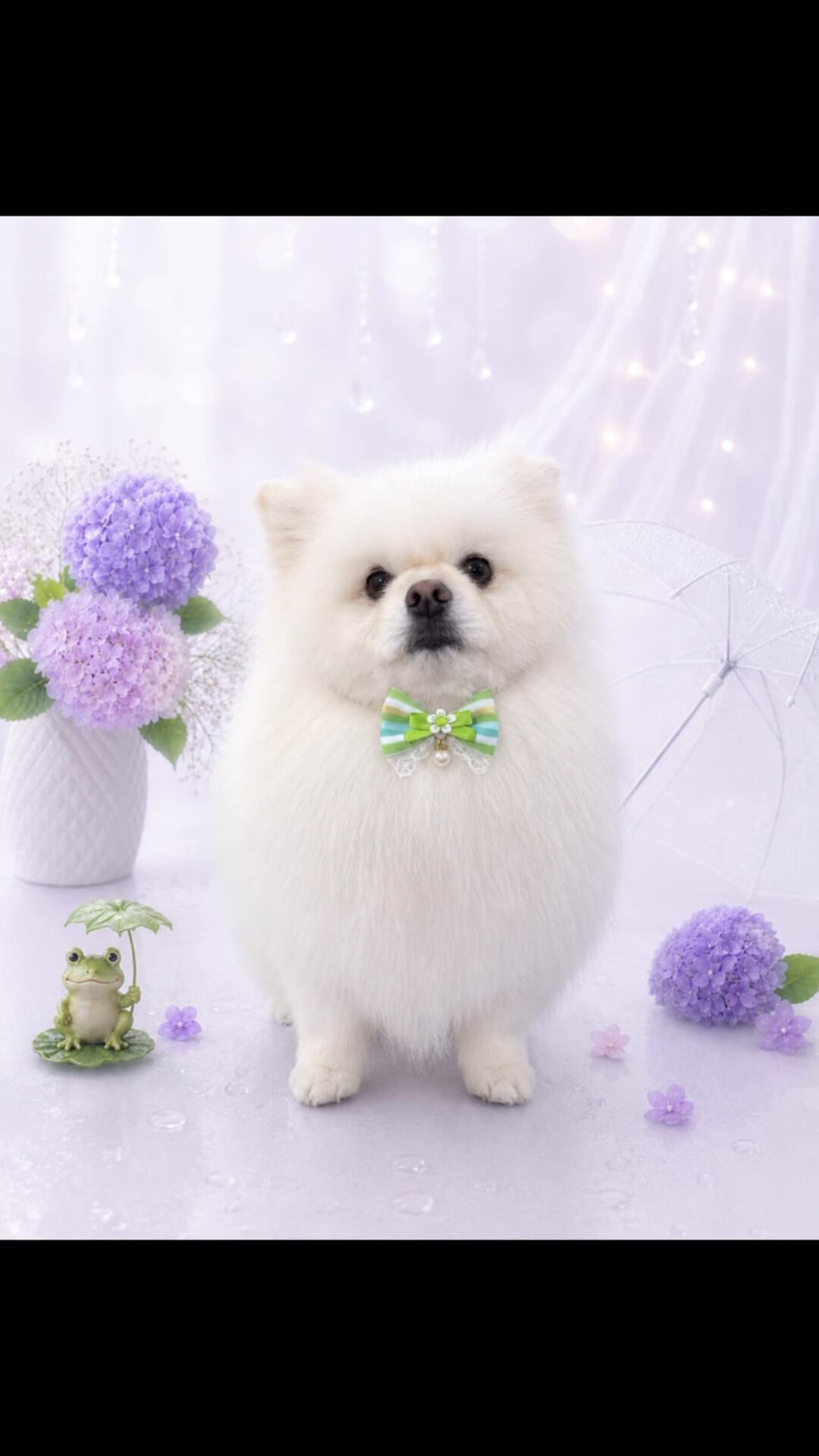 ぽてとちゃん🐶