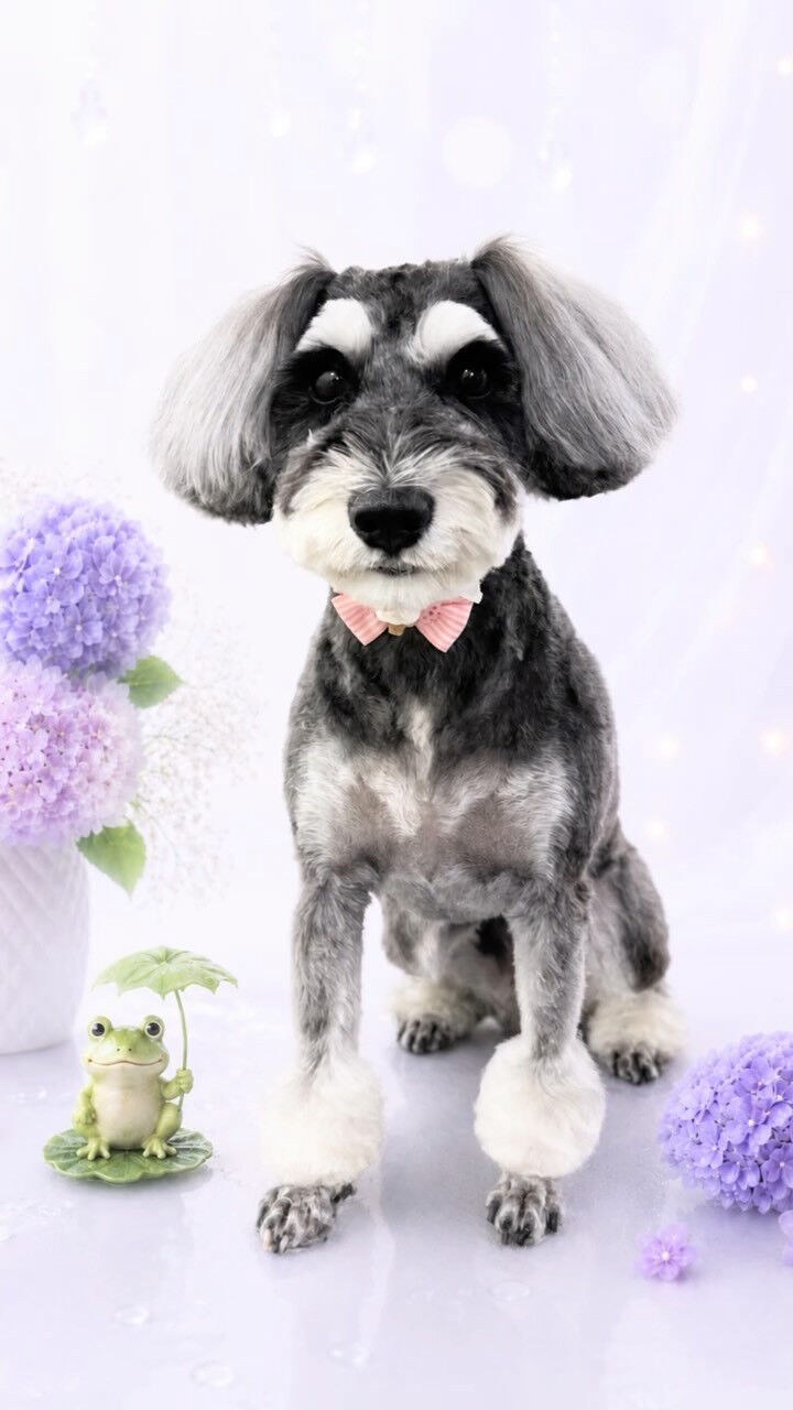 カットコースでご来店のむぎちゃん🐶