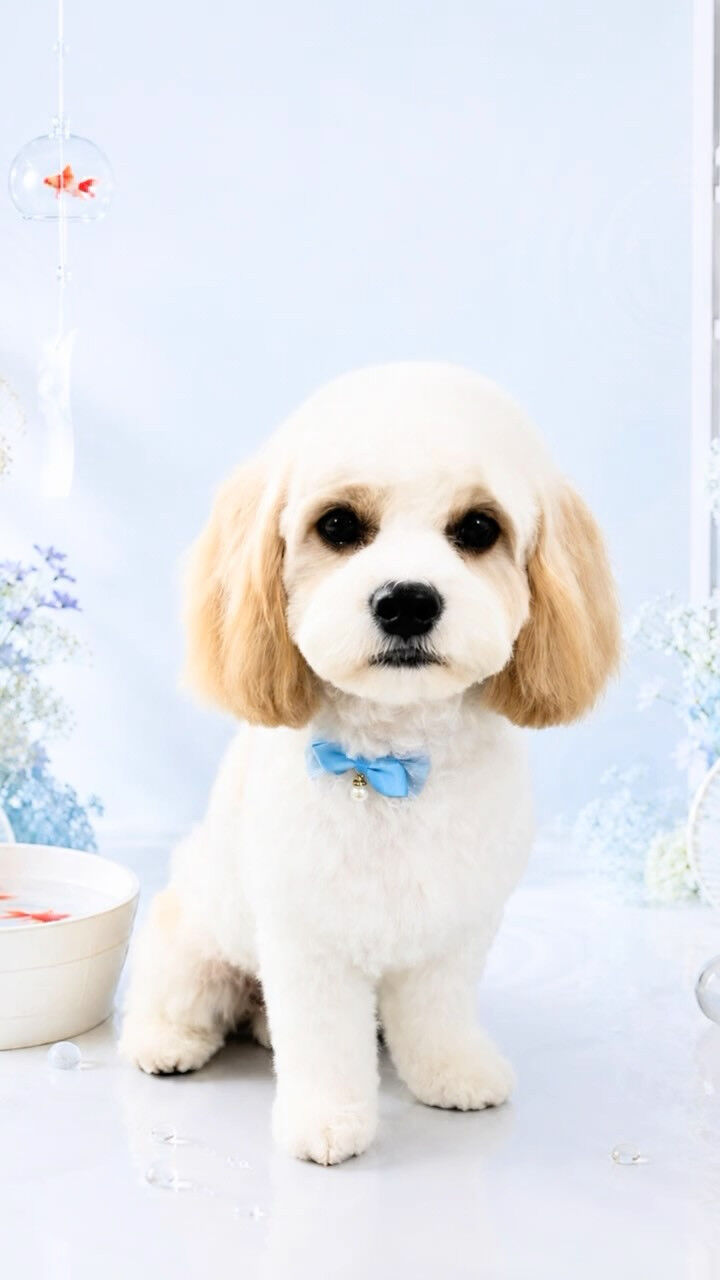 カットコースでご来店のなつちゃん🐶
