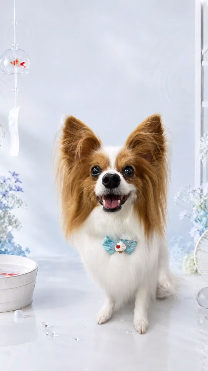 はじめましてのライナスちゃん🐶