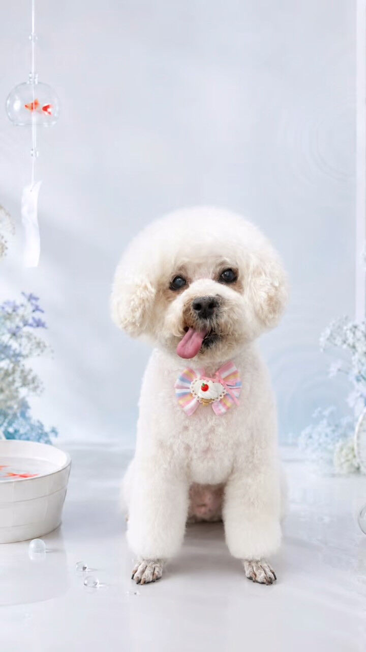 はじめましてのあんずちゃん🐶