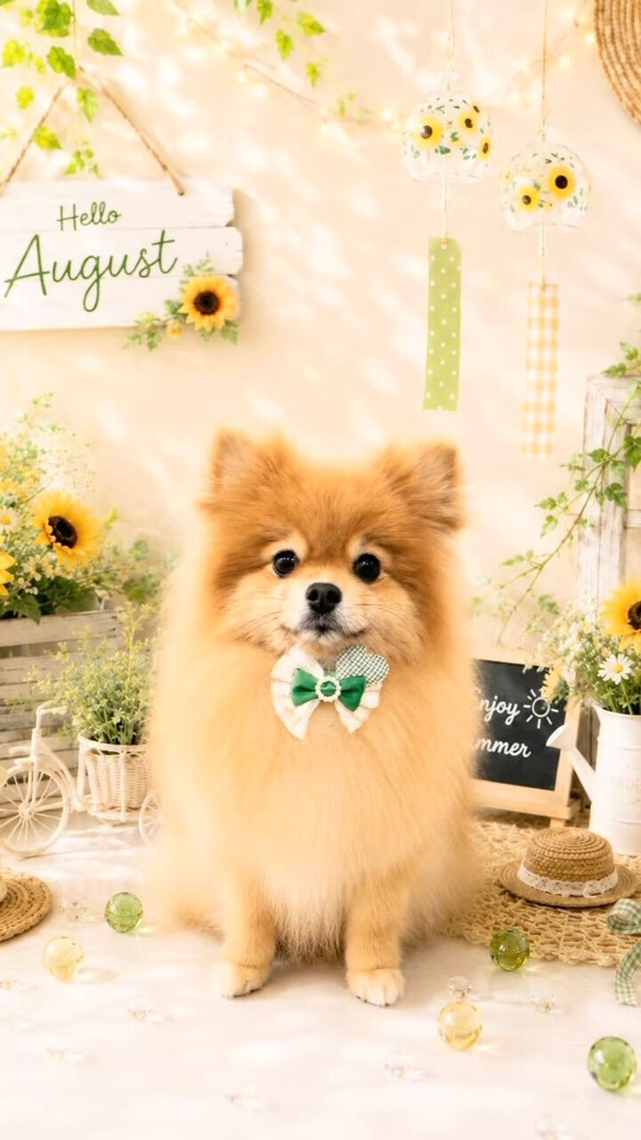 はじめましてのもこちゃん🐶