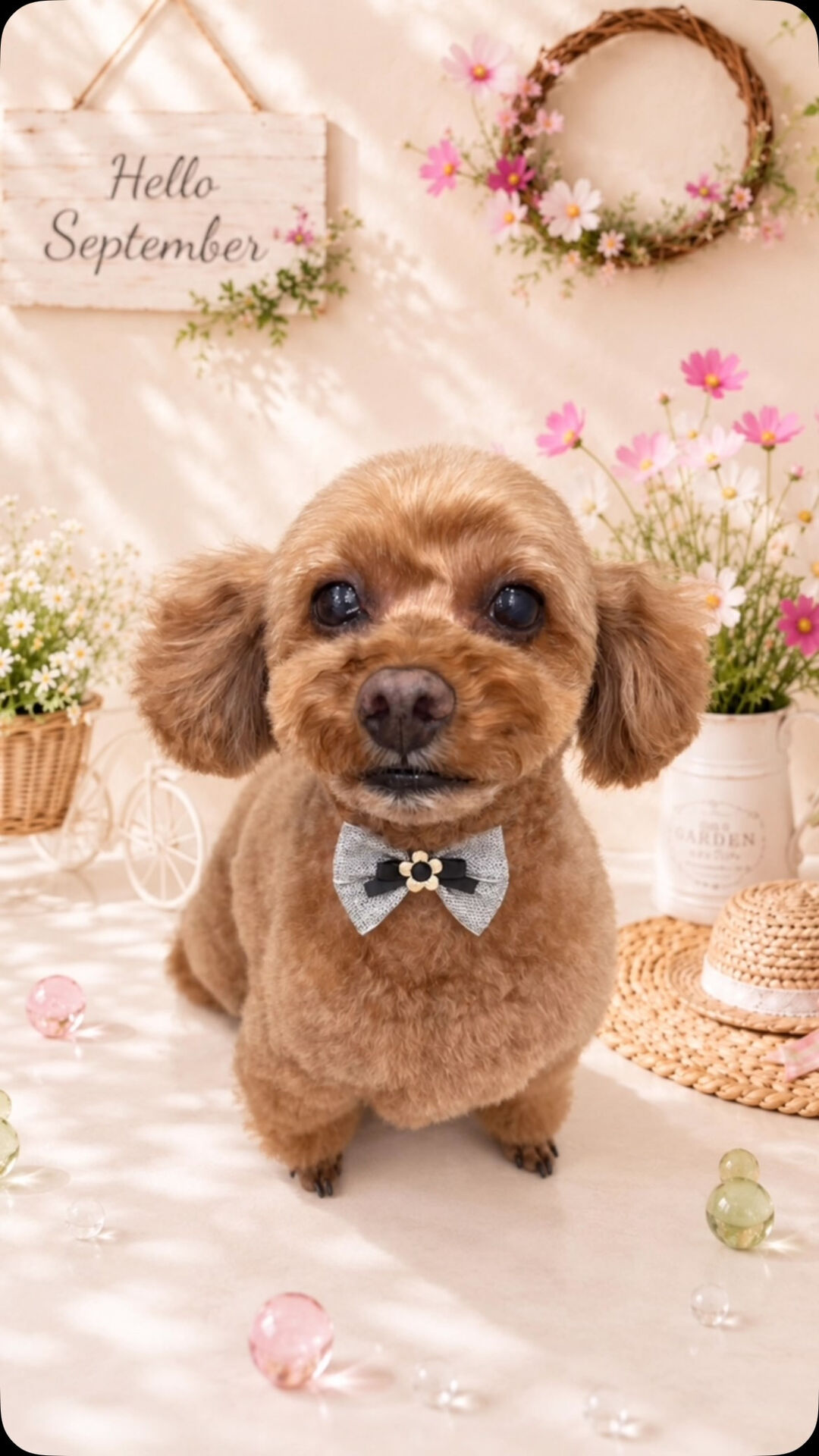 空ちゃん🐶