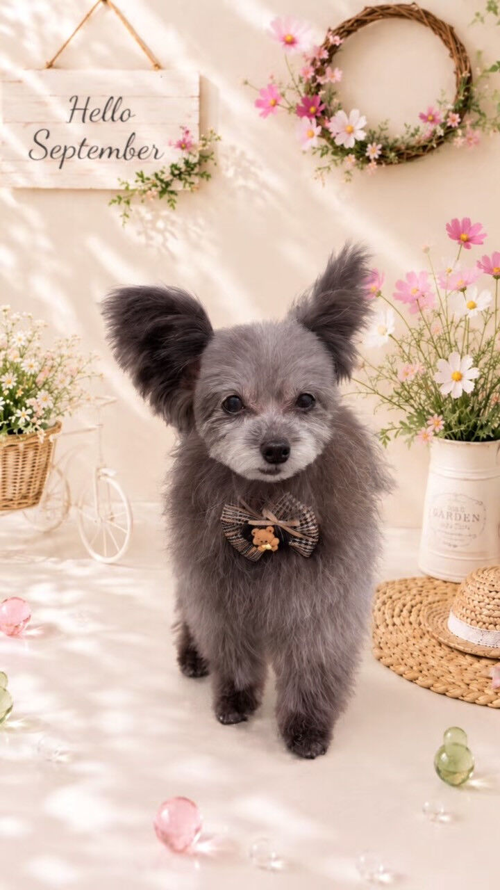 出張トリミングモニター様🫧🐶✂️