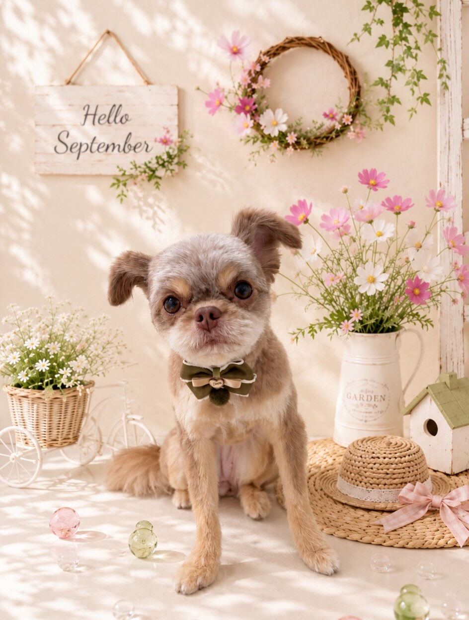 こうめちゃん🐶