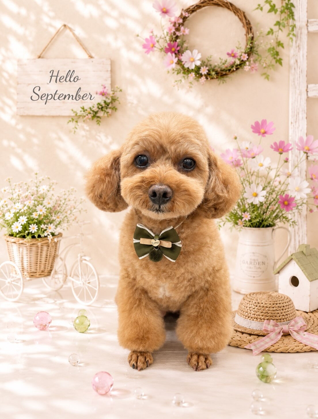 空ちゃん🐶